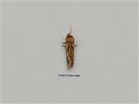 藏品(夜蛾288)的圖片